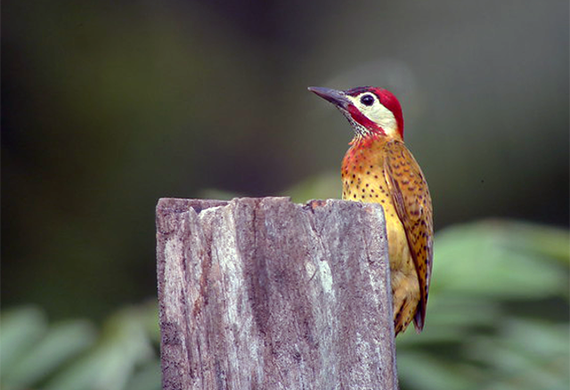 Spot-breasted Woodpecker by Canopy Family
